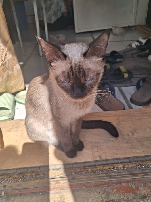Отдам даром котят таек в добрые руки