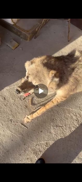 Қасқыр қатырылған мусіні  сатылады