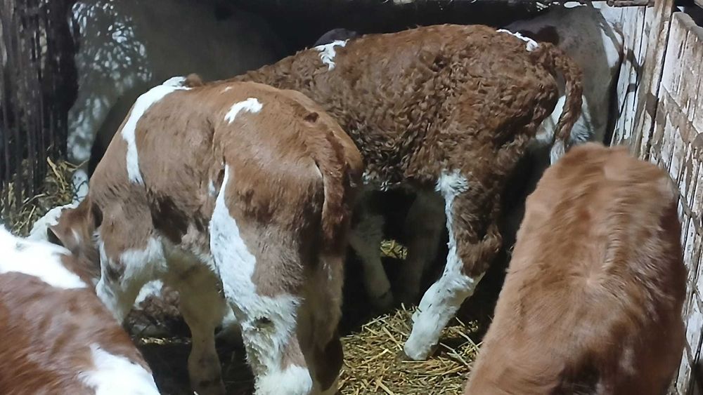 Vitei sugari de vanzare