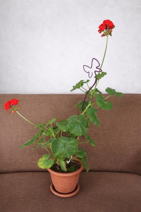 Продаю домашние цветы.