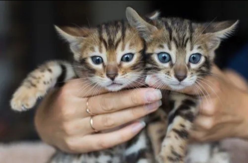 Бенгальские котята