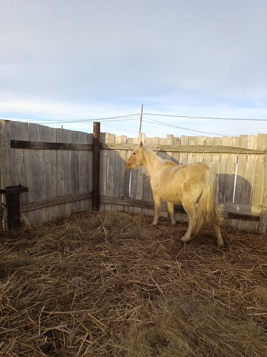 Жылқылар сатылады