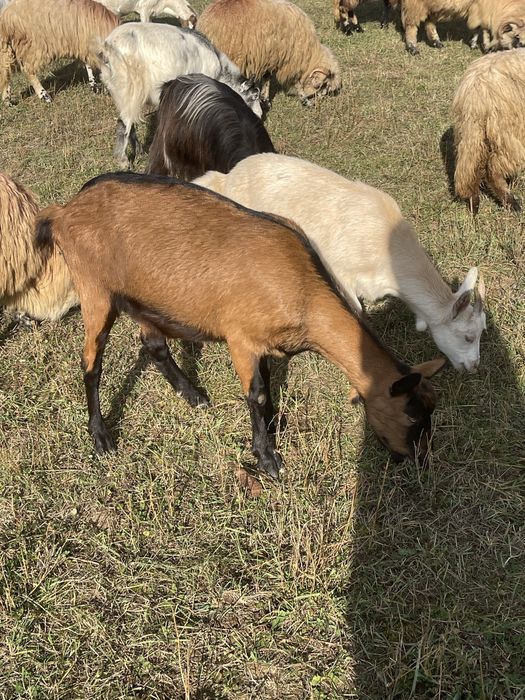 Vand oi si capre diferite rase