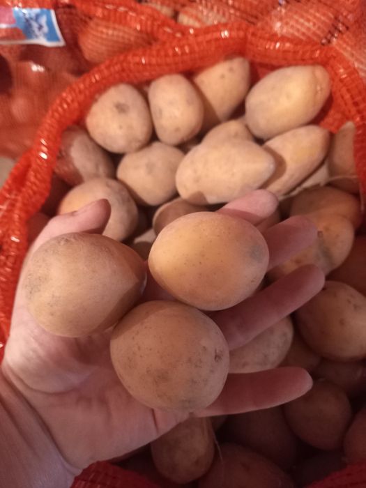 Продам  картофель средний