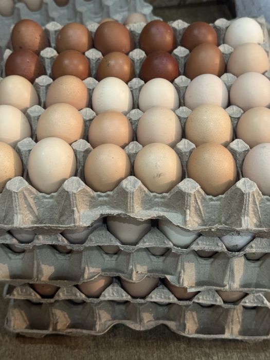 Инкубационное яйцо !