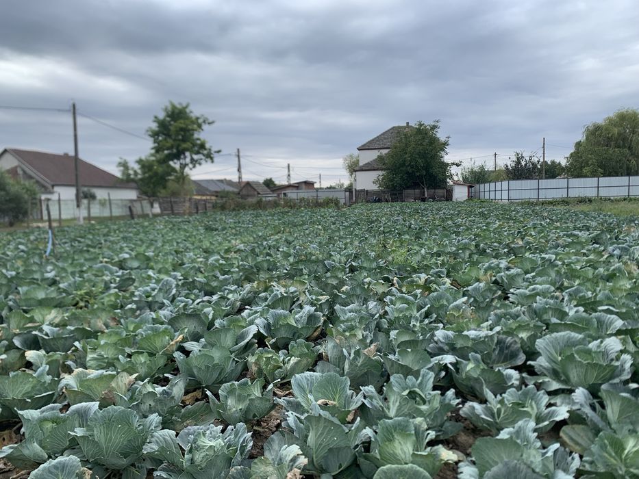 Vand varza Beverly Hills