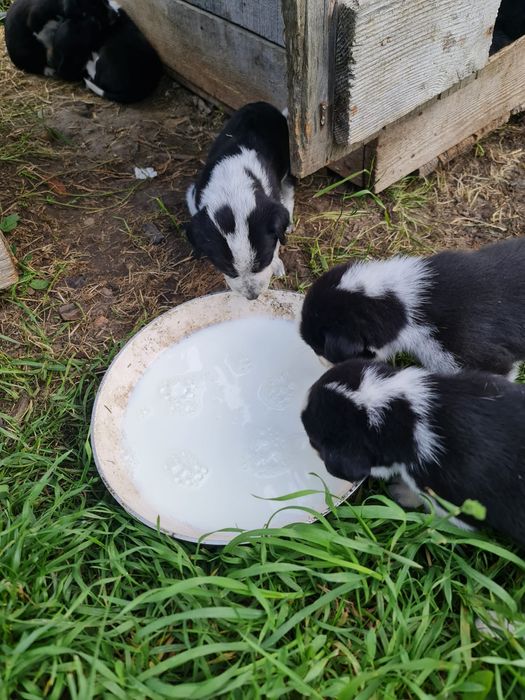 Donez caini, rasa metis,  talie medie Curtea de Argeș