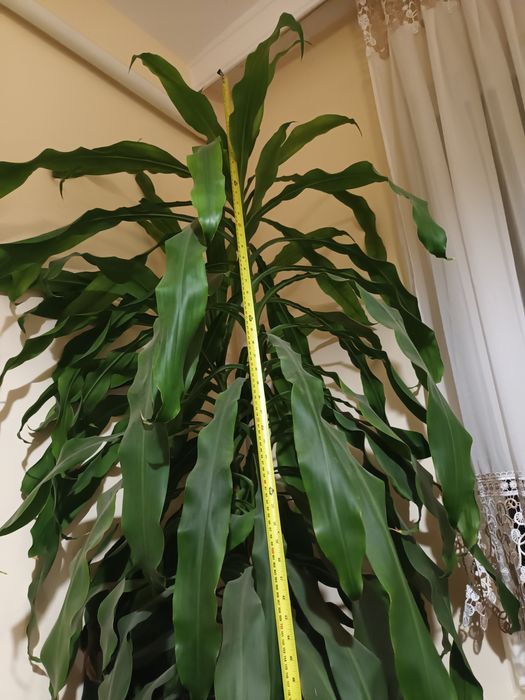 Драцена чисто зелена висока 2м