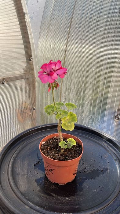 цветы Герань