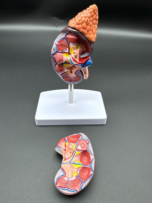 .Anotomik mulyaj maket modeli. Анотомические муляжи модели макеты