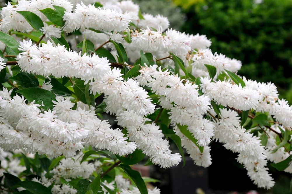 Deutzia la Ghiveci