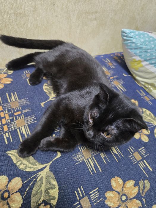 Котёнок веслоухий