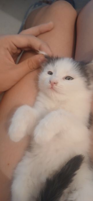 Котята в добрые  руки. Бесплатно