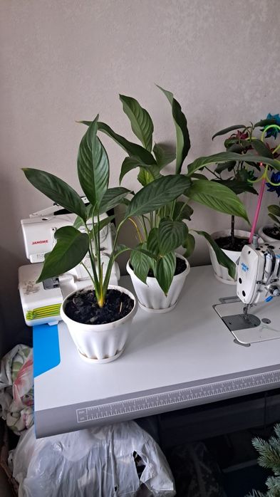 Продам домашние цветы