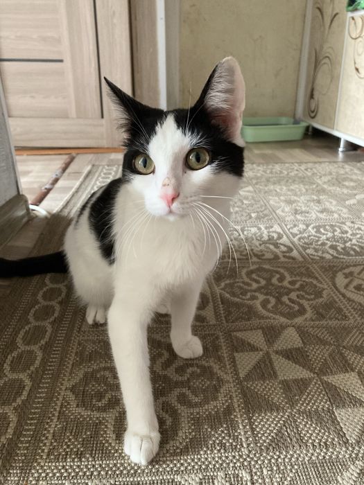 Отдам кота в добрые руки