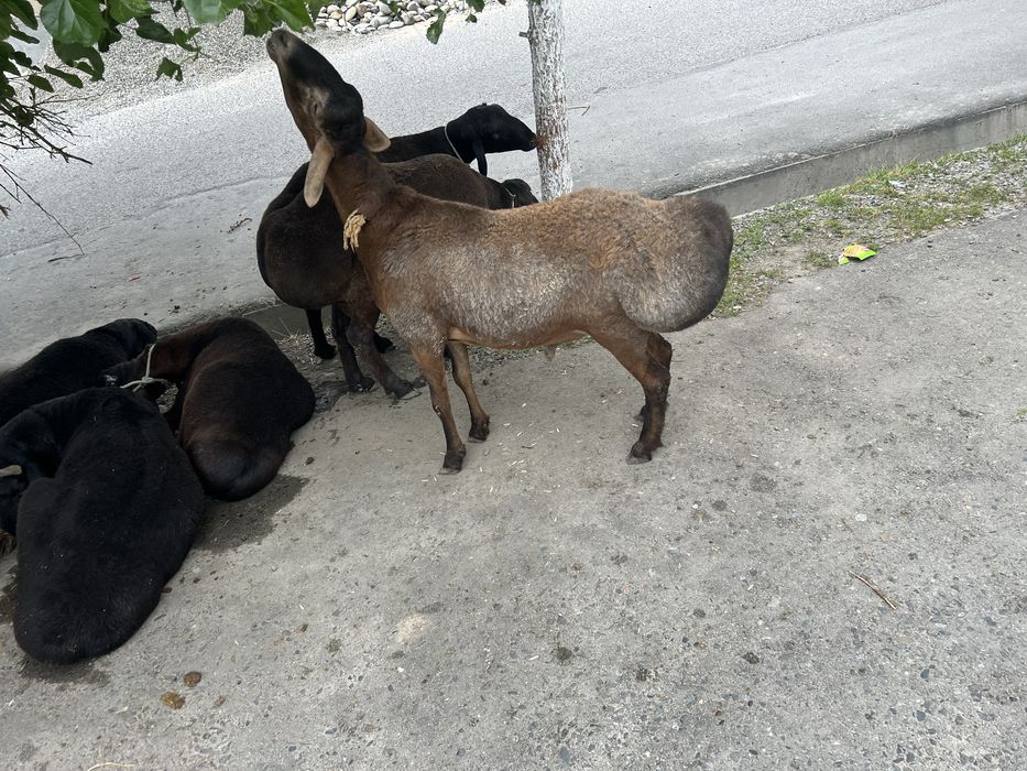 Quylar sog’lom qulog’i butun