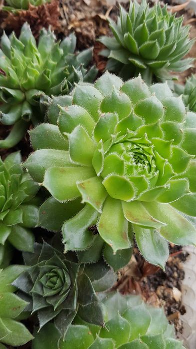 Продам комнатные цветы