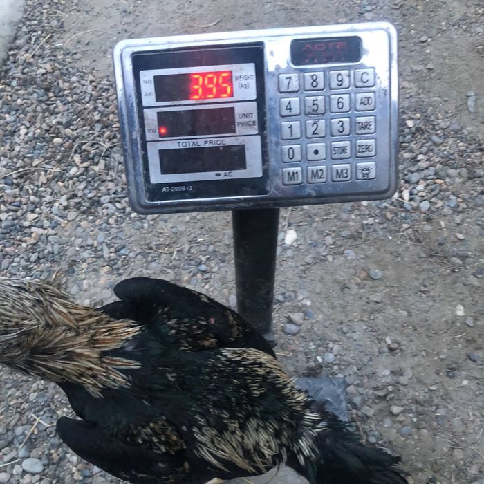 Mayski xõroz sotiladi