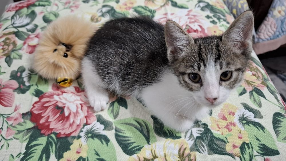 Котята в добрые руки