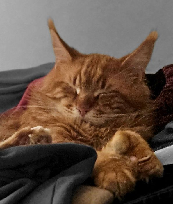 Полидакт мейнкун