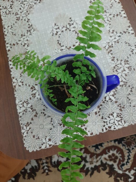 Комнатные цветочки
