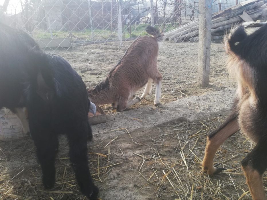 Vand alpine Elvetiene