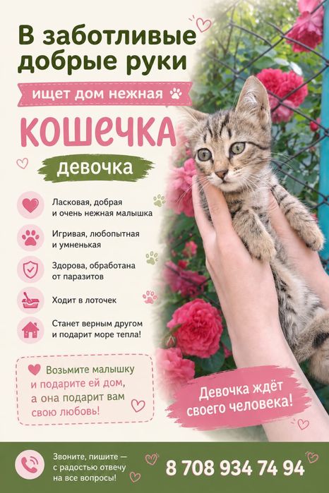 пристраиваются котята