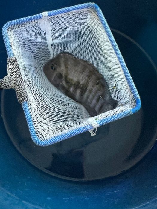 Продам рыбу в наличии