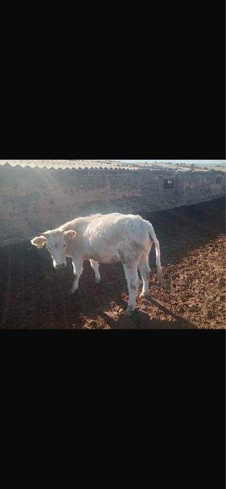 Сатылымда буаз кунажын