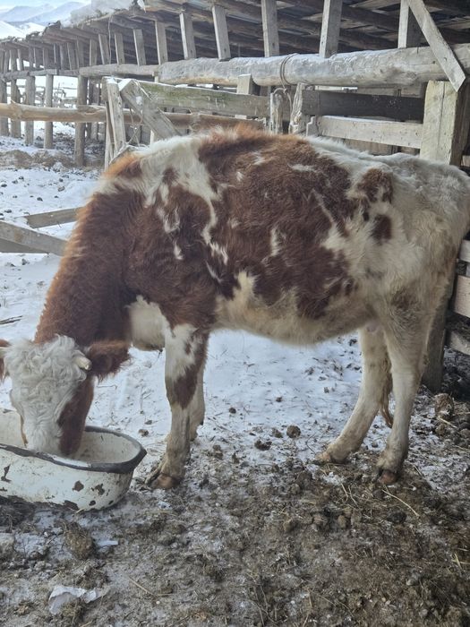 Продам корову молодая