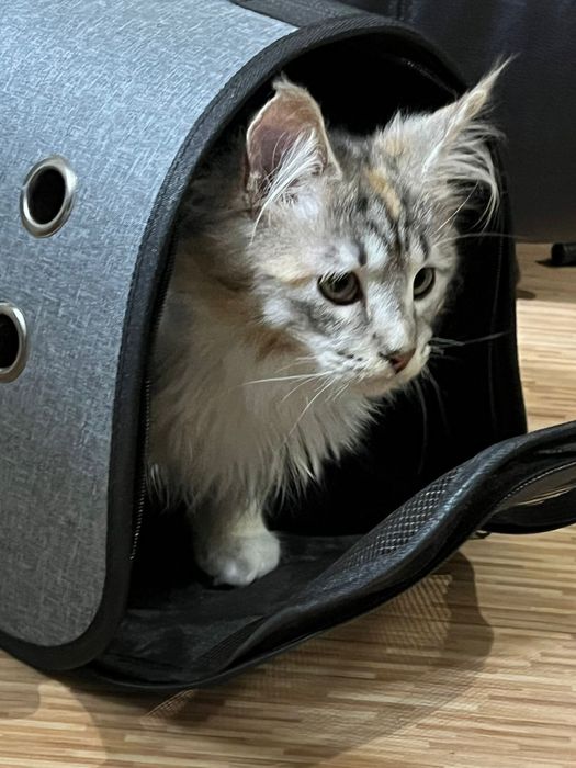 Мейн-кун котенок продаем