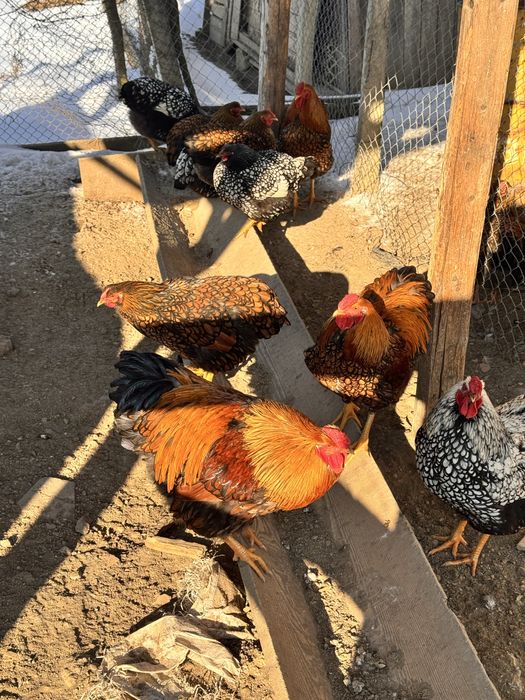 De vânzare cocoși Wyandotten