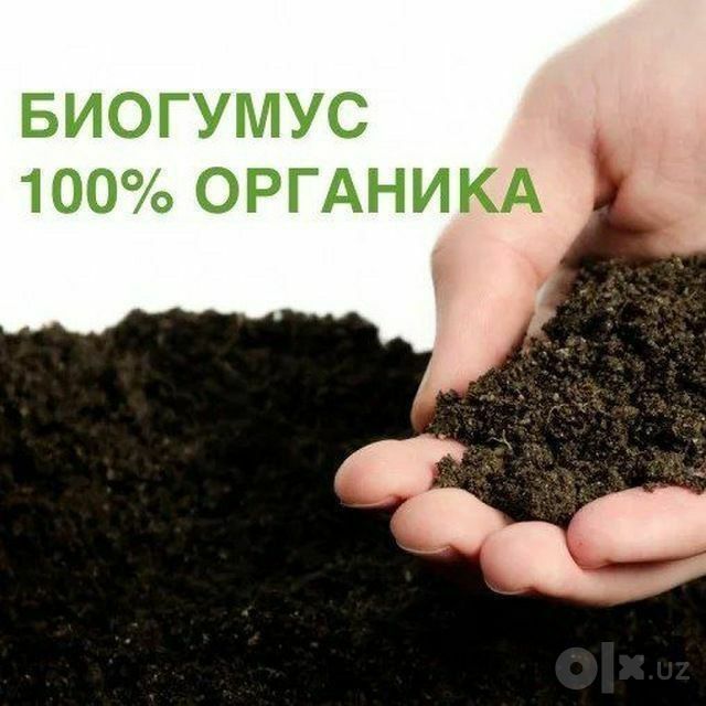 Kaliforniya yomĝir chuvalchangi