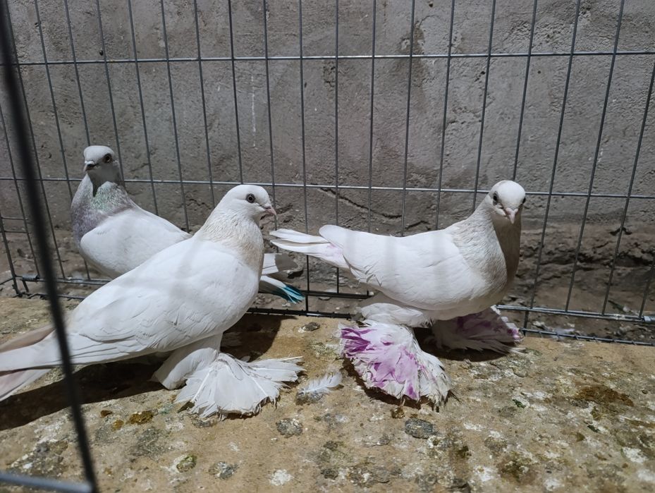 Голубей гребля тяга