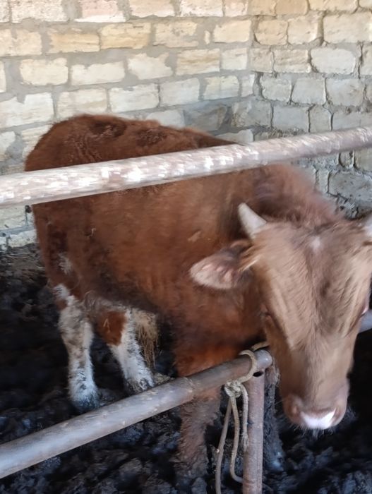 Баспақ сатылады.