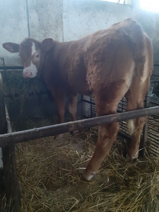 Vitea Blonde d'Aquitaine In varsta de 4 luni DE VANZARE