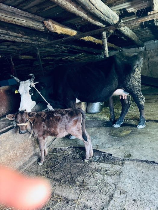 Корова продается Сиыр сатылады