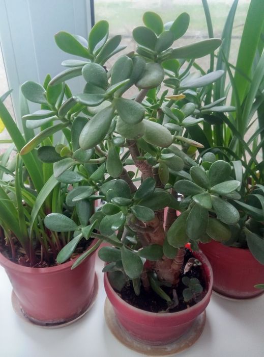 Денежное дерево четырехлетнее