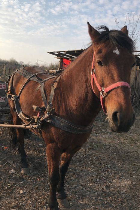 Cal / Armasar 8 ani de vanzare  , cuminte bun la caruta si munca