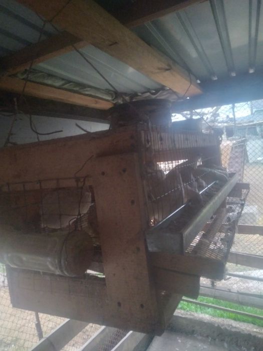 Бодене сатылады жашигимен