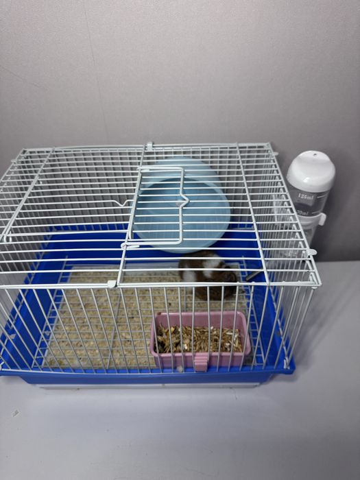 Продам хомячка  по имени Чарли