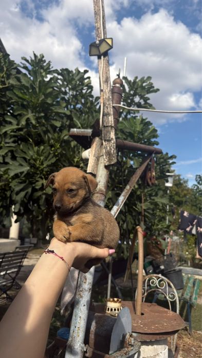 Dau spre adoptie acest catelus de talie mica !