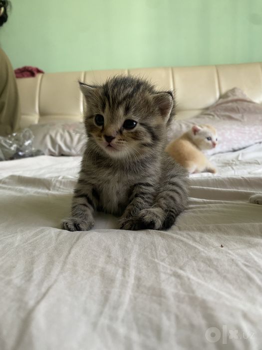 Котята фолдики и страйдики