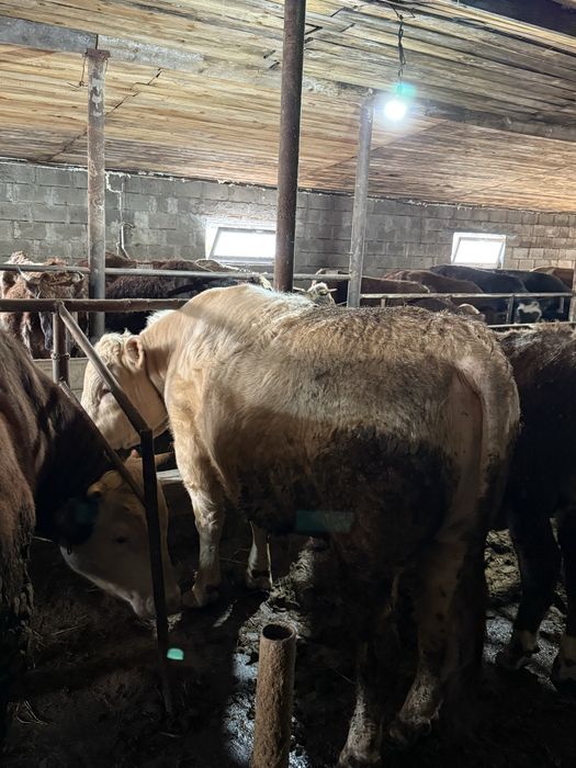 Продам 3 быка с откорма 2х летки