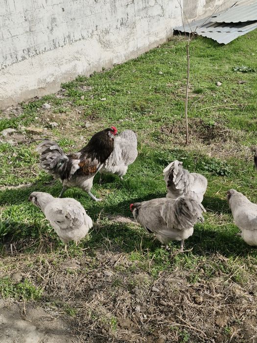 Факат хорози сотилади