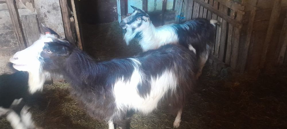 Vand 2 capre bune de lapte