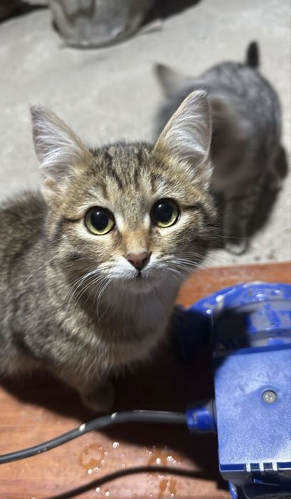 Котята 10 месяцев