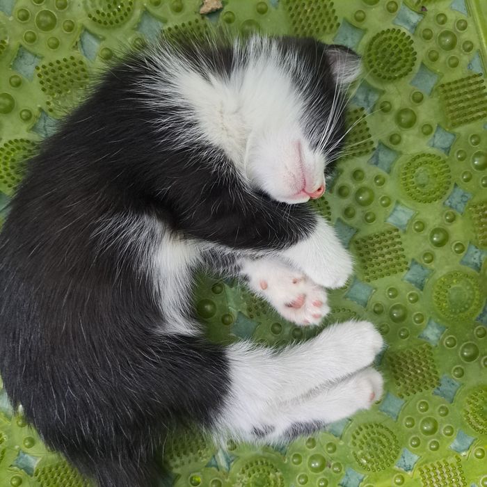 Отдам даром котят