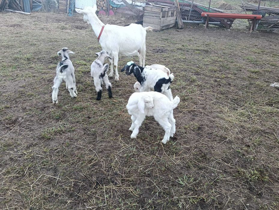 Vând tapisori anglo nubian și metis anglo nubian cu sannen