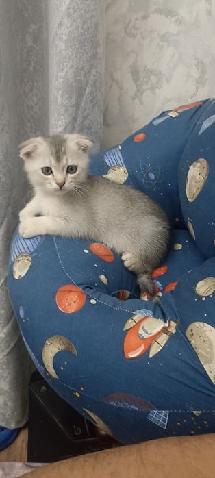 Продается котёнок